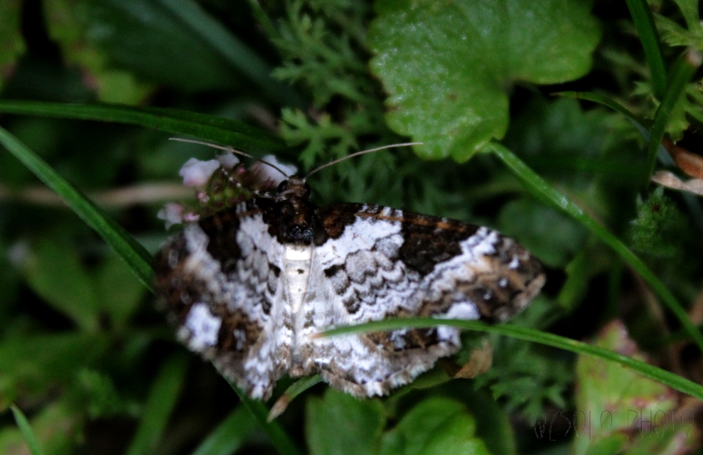 Melanthia procellata - hullámos tarkaaraszoló
