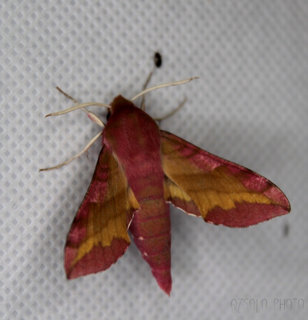 Deilephila porcellus - piros szender