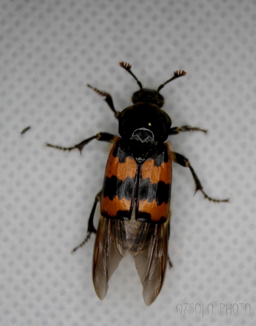 Nicrophorus vespillo - közönséges temetőbogár