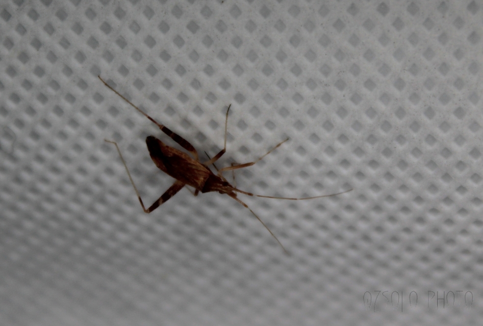 Phytocoris