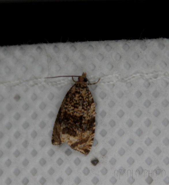 Celypha lacunana - vízparti tükrösmoly