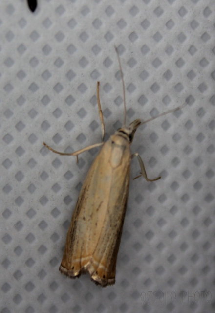 Chrysoteuchia culmella - kerti fűgyökérmoly