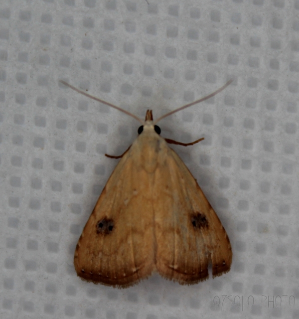 Rivula sericealis - selymes lórombagoly