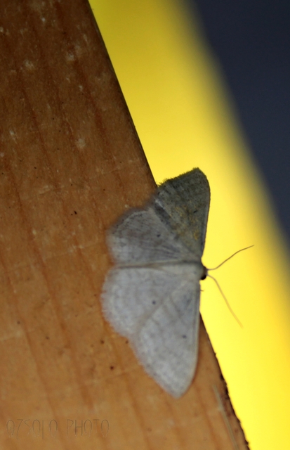 Scopula virgulata - vesszős sávosaraszoló