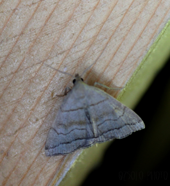 Herminia tarsicrinalis - szőröslábú karcsúbagoly