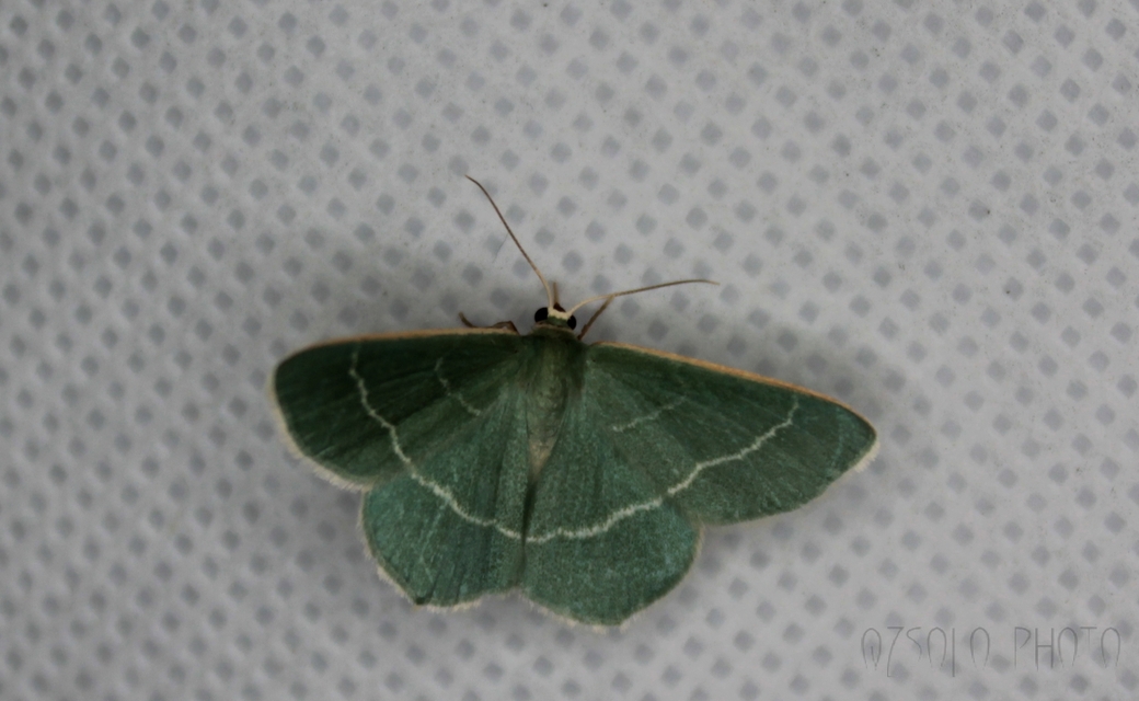 Chlorissa viridata - üdezöld araszoló