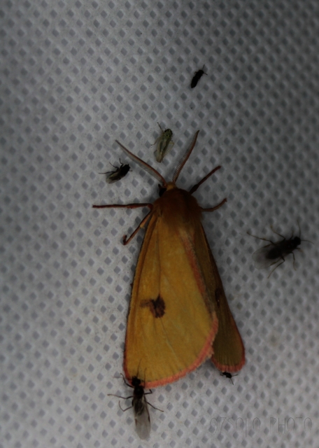 Diacrisia sannio - vörösszélű medvelepke