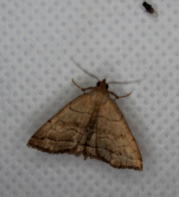 Herminia tarsicrinalis - szőröslábú karcsúbagoly