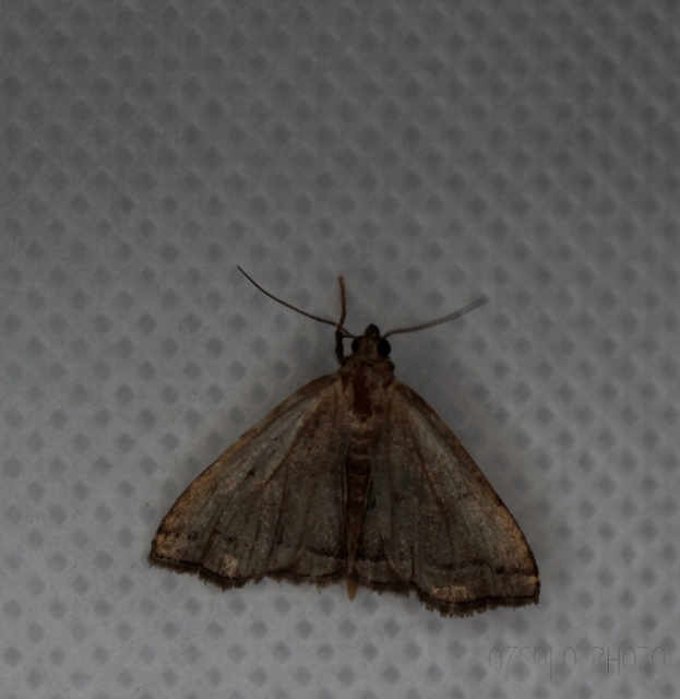 Herminia tarsicrinalis - szőröslábú karcsúbagoly