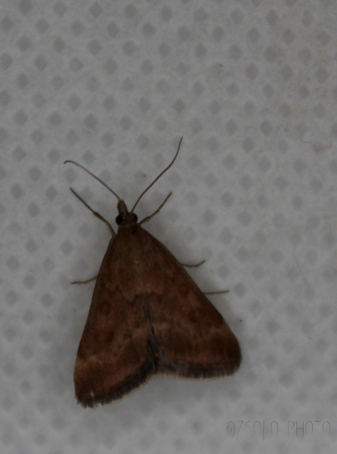 Pyrausta despicata - réti bíbormoly