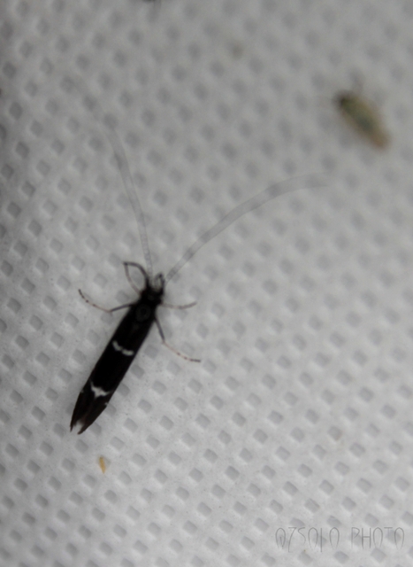 Trichoptera - Tegzesek
