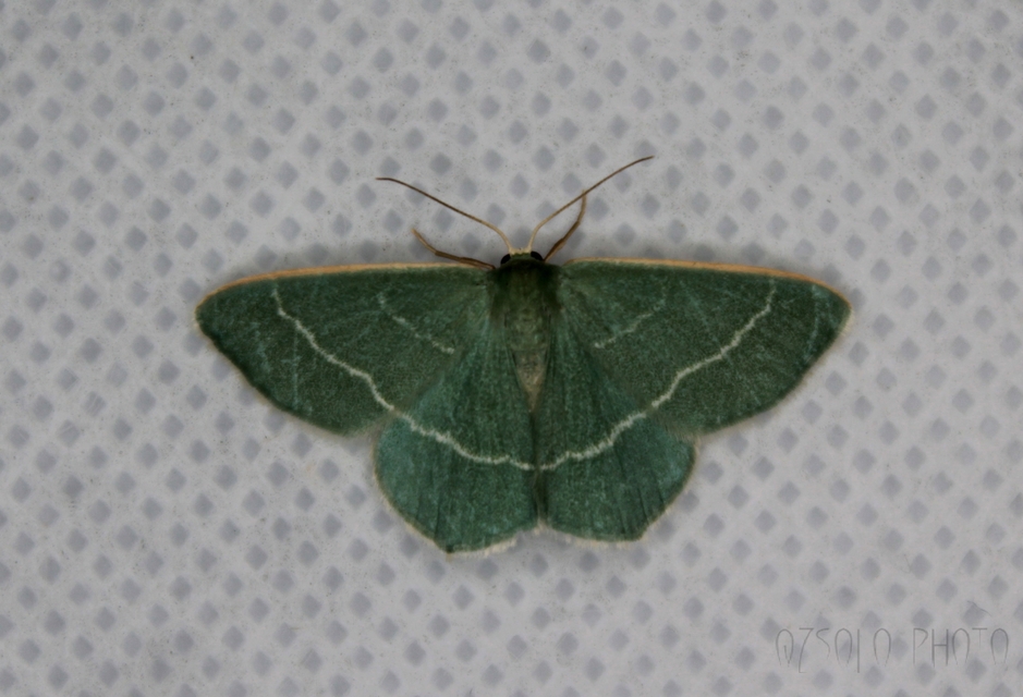 Chlorissa viridata - üdezöld araszoló