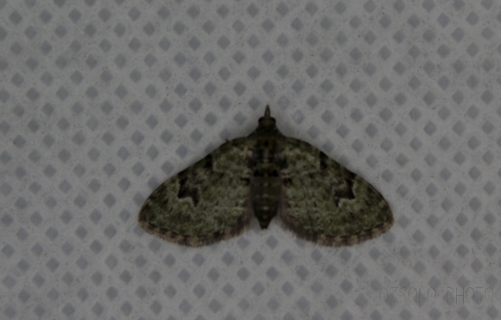 Chloroclystis v-ata - zöldes törpearaszoló
