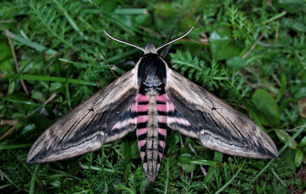 Sphinx ligustri - fagyalszender