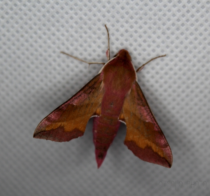 Deilephila porcellus - piros szender