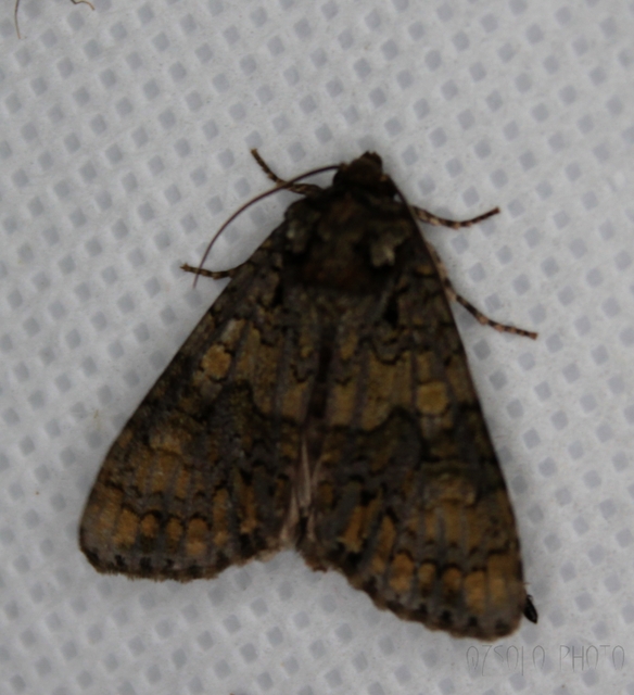 Craniophora ligustri - fagyalbagoly