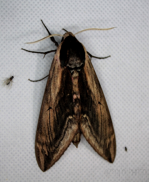 Sphinx ligustri - fagyalszender