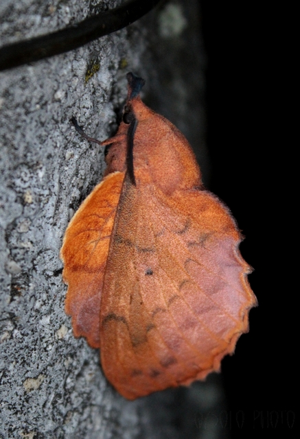 Gastropacha quercifolia - tölgylevélpohók