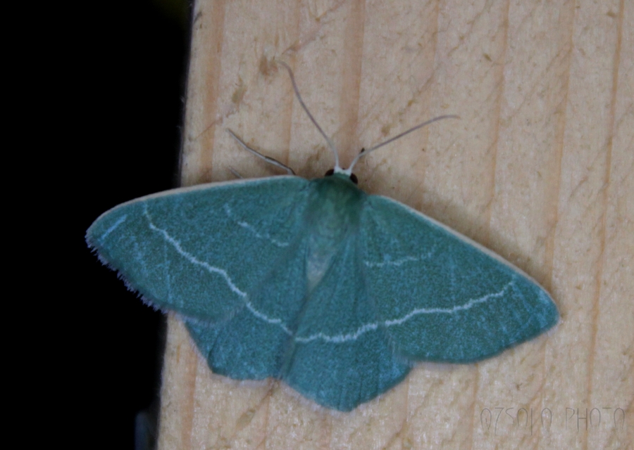 Chlorissa viridata - üdezöld araszoló