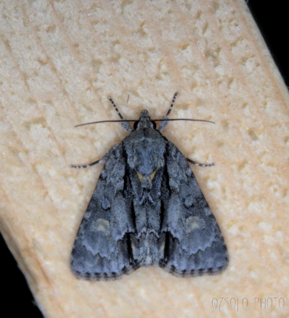 Acronicta strigosa - kis szigonyosbagoly