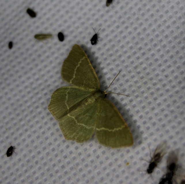 Chlorissa cloraria - sárgászöld araszoló