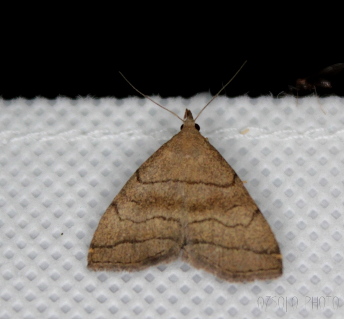 Herminia tarsicrinalis - szőröslábú karcsúbagoly