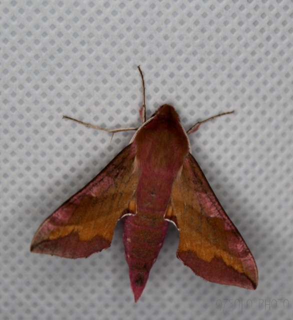 Deilephila porcellus - piros szender