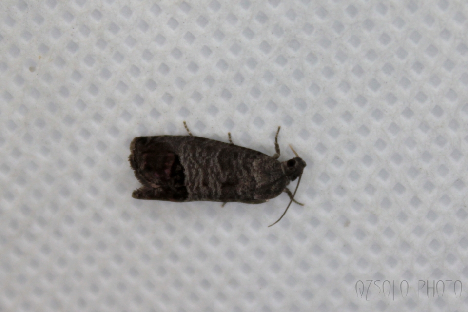 Cydia pomonella - almamoly
