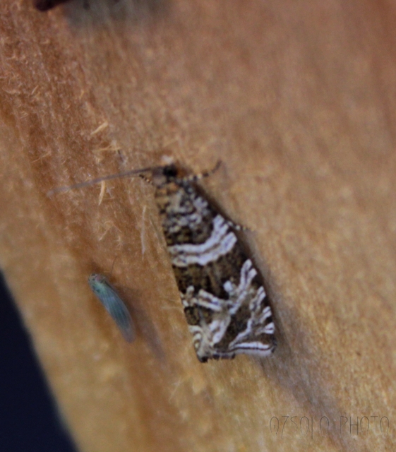 Celypha rivulana - dudvasodró tükrösmoly