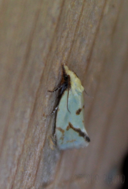 Agapeta hamana - közönséges sárgamoly