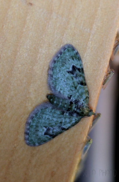 Chloroclystis v-ata - zöldes törpearaszoló