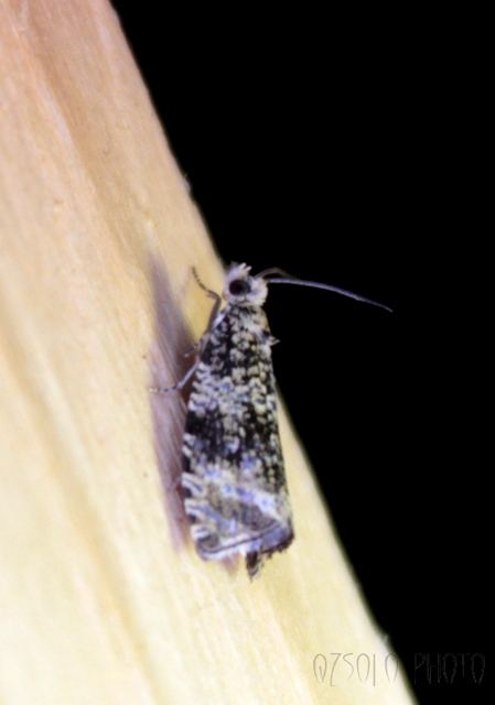 Celypha lacunana - vízparti tükrösmoly
