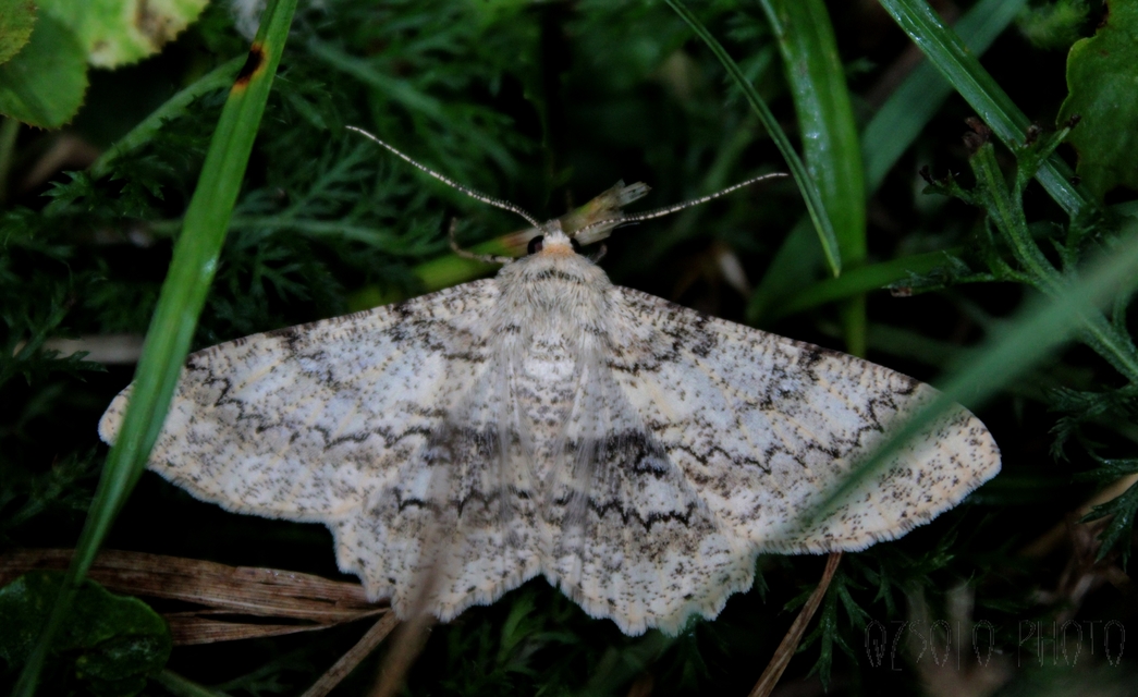 Ascotis selenaria - holdas faaraszoló
