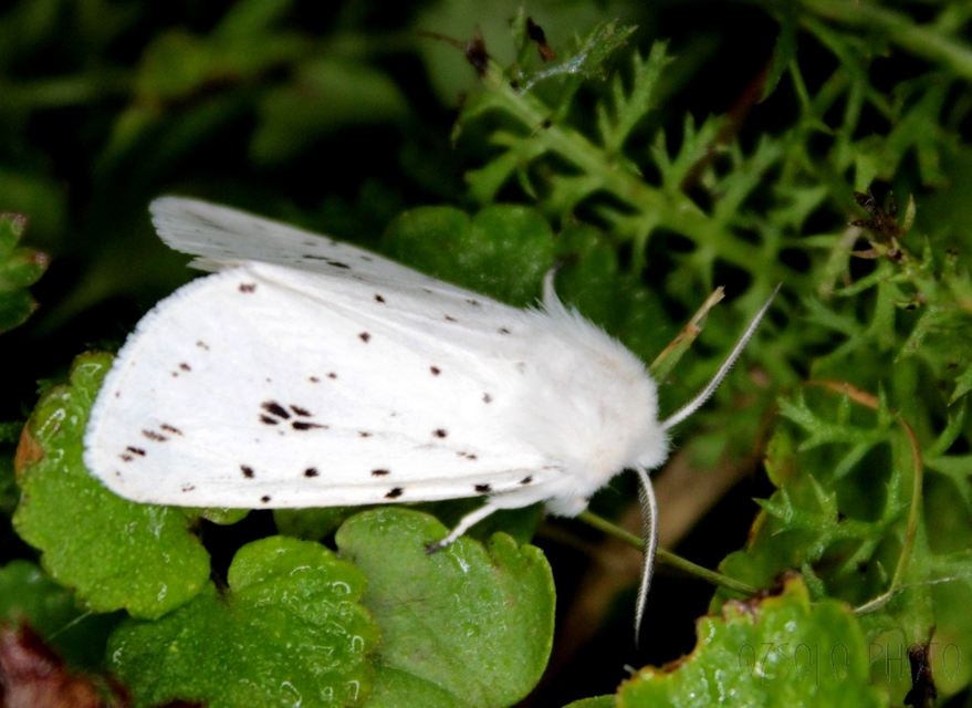 Spilosoma lubricipedum - tejszínű medvelepke