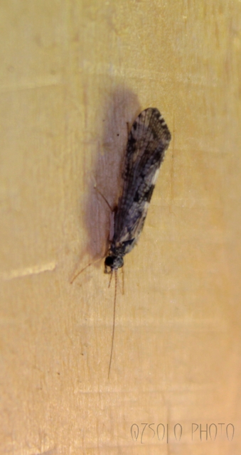 Trichoptera - Tegzesek