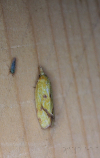 Agapeta hamana - közönséges sárgamoly