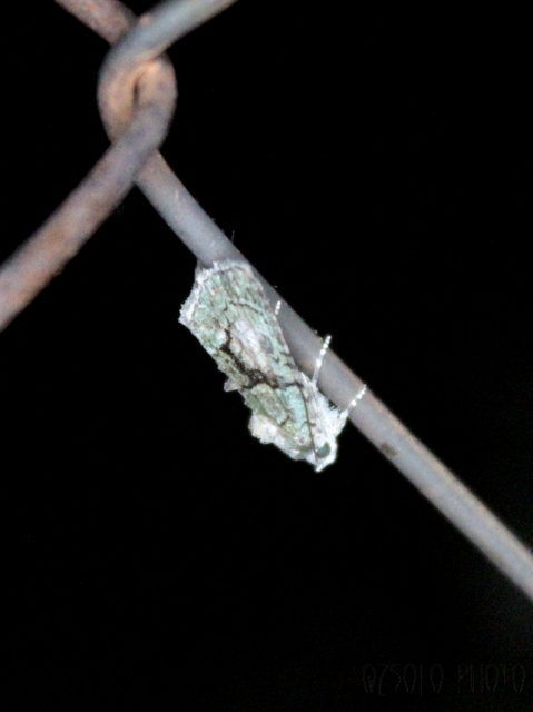 Cryphia algae - sárgászöld zuzmóbagoly