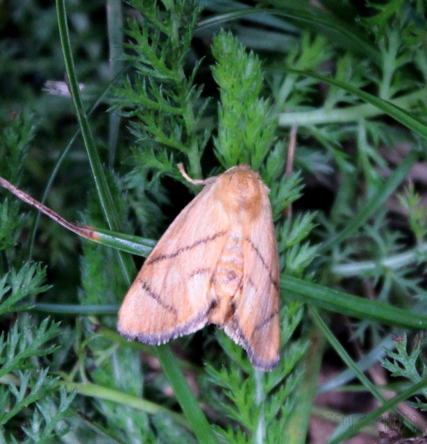 Apoda limacodes - kagylólepke