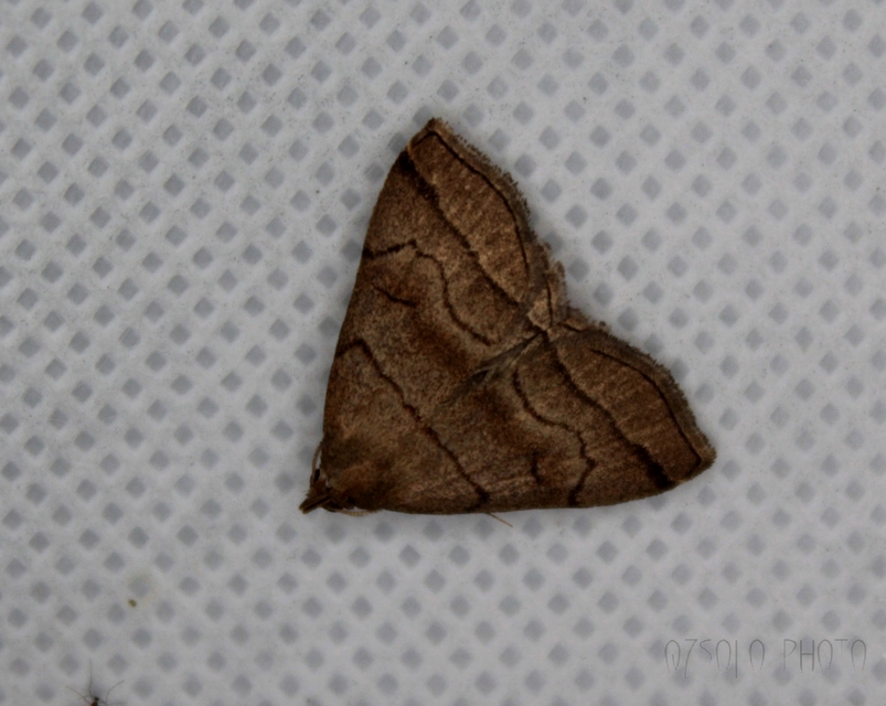 Herminia tarsicrinalis - szőröslábú karcsúbagoly