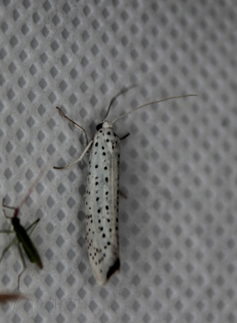 Yponomeuta evonymella - pókhálós májusfamoly