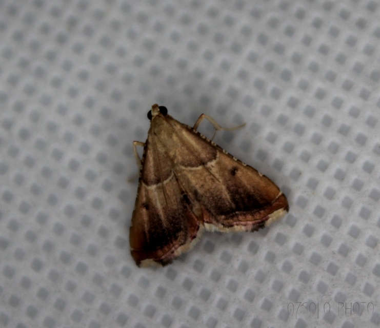 Endotricha flammealis - tüzesszárnyú fényilonca