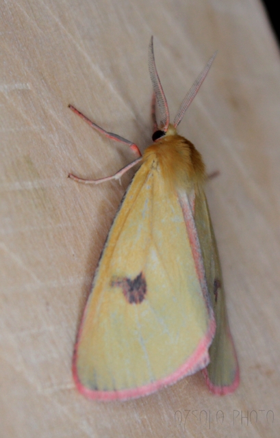 Diacrisia sannio - vörösszélű medvelepke