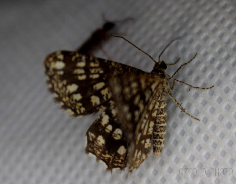 Chiasmia clathrata - rácsos rétiaraszoló