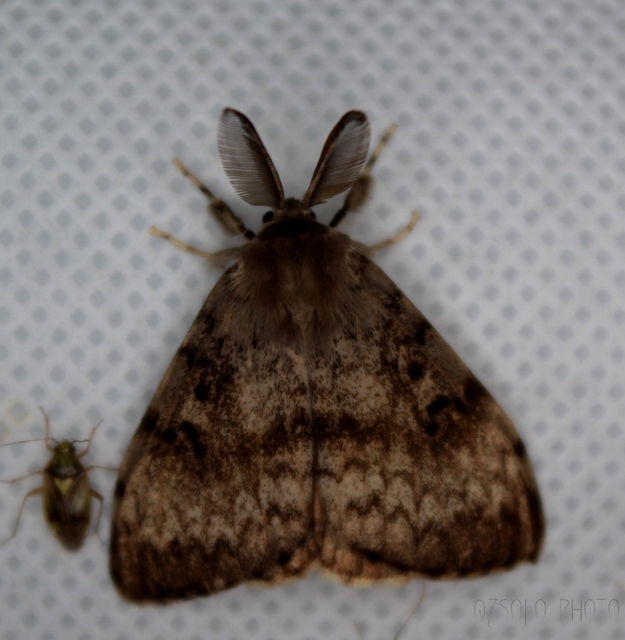 Lymantria dispar - gyapjaslepke