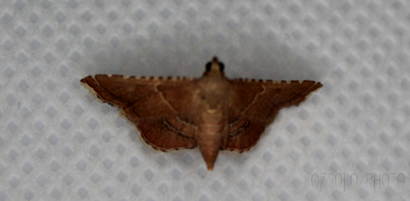 Endotricha flammealis - tüzesszárnyú fényilonca