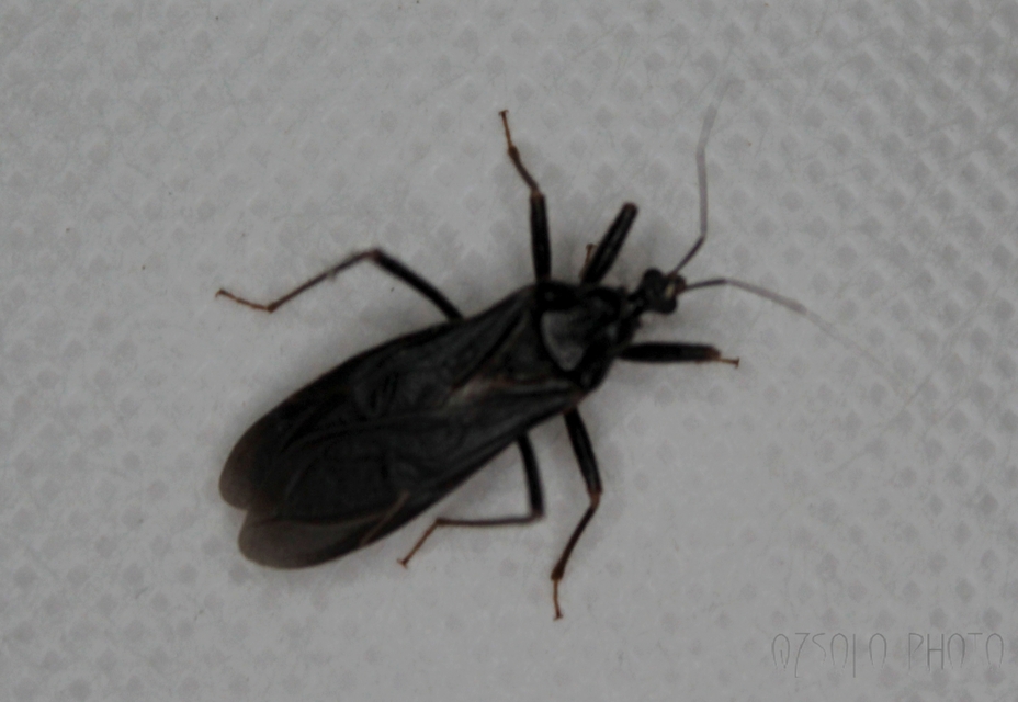 Reduvius personatus - szemetes zugpoloska