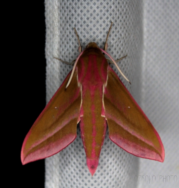 Deilephila elpenor - szőlőszender
