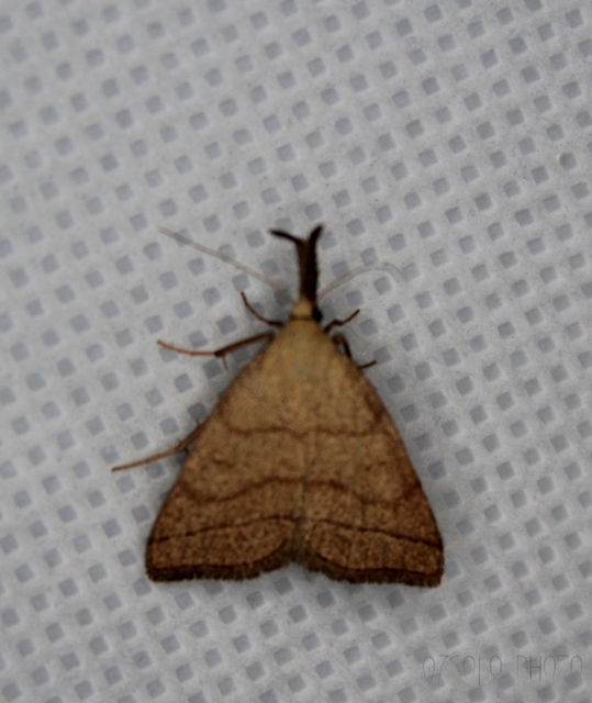 Polypogon tentacularia - sötétaljú karcsúbagoly