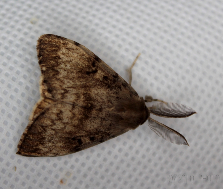Lymantria dispar - gyapjaslepke