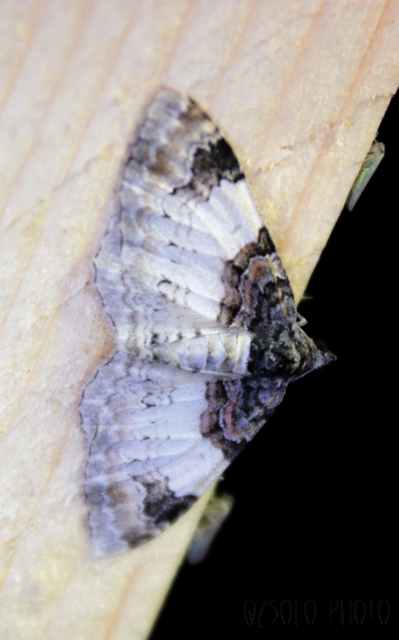 Catarhoe cuculata - csuklyás tarkaaraszoló